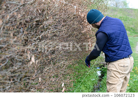 Arrangement and leveling of the hedge with scissors, spring work in the garden. 106072123