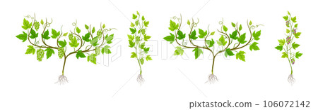 Grapevine Plant Growth with Young Sapling Development Vector Set 106072142