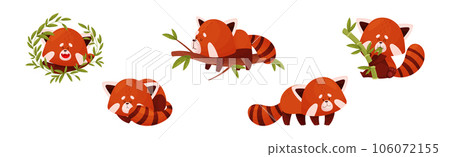 Cute Red Panda Chinese Animal Character with Striped Tail Vector Set 106072155