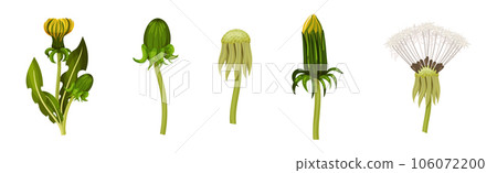 Dandelions Flower Growing on Green Stem Vector Set Dandelions Flower Growing on Green Stem Vector Set 106072200