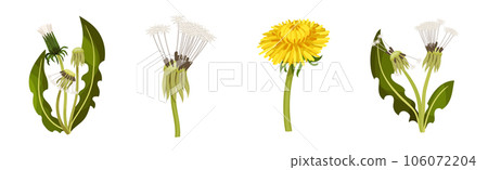 Dandelions Flower Growing on Green Stem Vector Set Dandelions Flower Growing on Green Stem Vector Set 106072204