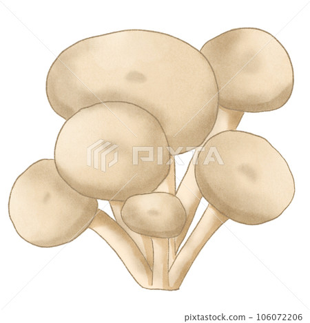 Oyster mushrooms Oyster mushrooms 106072206