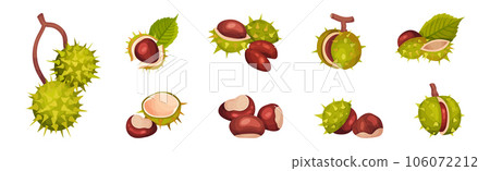 Chestnut with Green Peel or Husk and Brown Nut Vector Set Chestnut with Green Peel or Husk and Brown Nut Vector Set 106072212