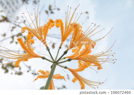 Orange cluster amaryllis spreading towards the sky Orange cluster amaryllis spreading towards the sky 106072460