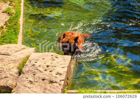 Bear in Bear Pit in Bern, Switzerland. Bear is a symbol of Bern city Bear in Bear Pit in Bern, Switzerland. Bear is a symbol of Bern city 106072629