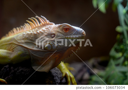 closeup yellow Iguana lying on a branch. Iguana is lizard reptile in the genus Iguana in the iguana family. 106073034