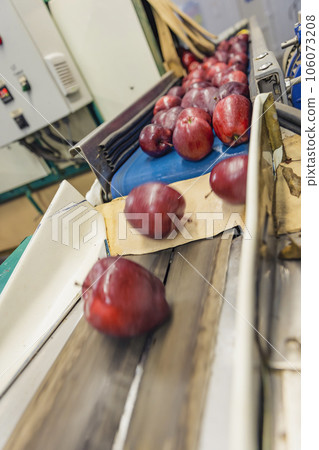 apples on the sorting line apples on the sorting line 106073208