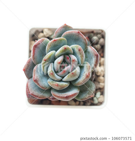 Succulent isolated on white. Echeveria Starmark flowers, top view 106073571