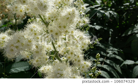 White small flowers of meadowsweet close-up. White small flowers of meadowsweet close-up. 106074329