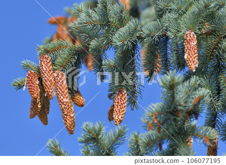 The Spruce branches with lots of cones 106077195