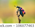 Beetle bug on the edge of a stalk against a soft blurry background 106077463