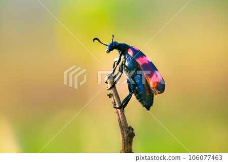 Beetle bug on the edge of a stalk against a soft blurry background Beetle bug on the edge of a stalk against a soft blurry background 106077463