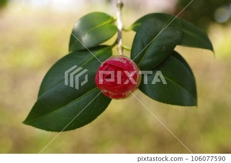 Proud and beautiful red camellia flower 106077590