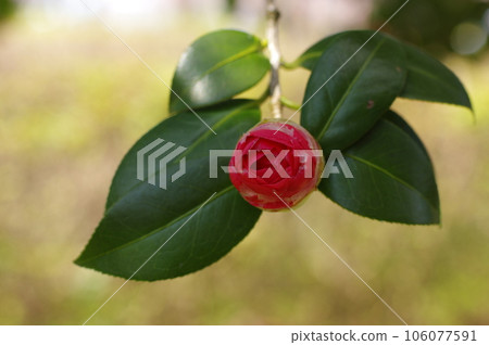 驕傲而美麗的紅山茶花 106077591