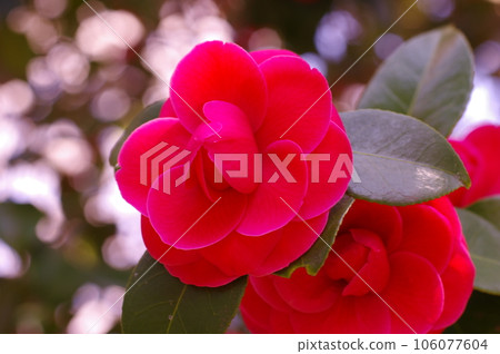 Proud and beautiful red camellia flower Proud and beautiful red camellia flower 106077604