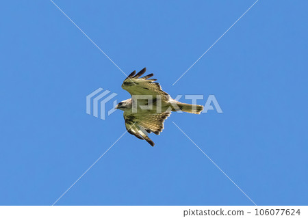 Flying wild boar Flying wild boar 106077624