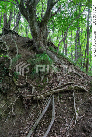 暴露的樹根 暴露的樹根 106077714