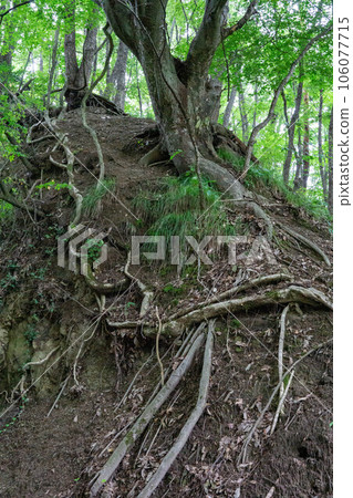 暴露的樹根 暴露的樹根 106077715