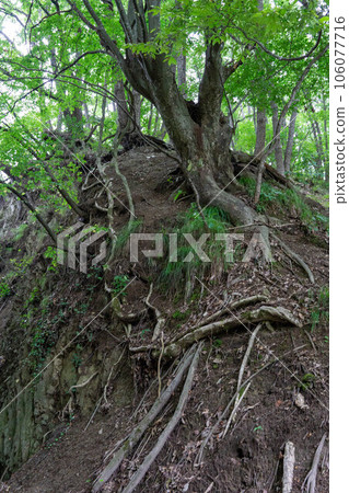 暴露的樹根 106077716