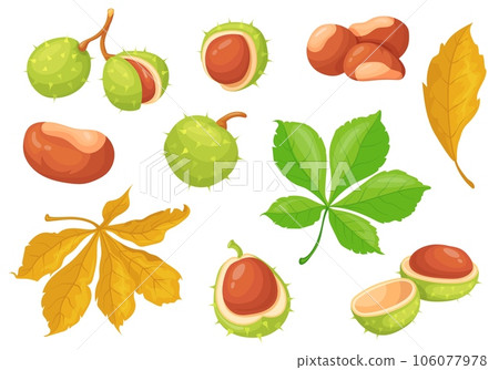 Chestnut. Isolated cartoon chestnuts, american castanea with edible sweet brown nuts seed and fall leaf, botanical wild tree autumn season Chestnut. Isolated cartoon chestnuts, american castanea with edible sweet brown nuts seed and fall leaf, botanical wild tree autumn season 106077978
