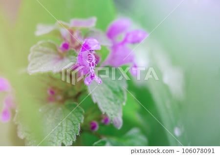 Spring blooms of meadow flowers on a sunny day. Lamium album or dead nettle. 106078091