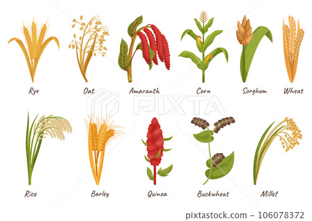Cereal Grain Plants Are Cultivated For Their Edible Seeds, Providing A Staple Food Source. Wheat, Rice, Corn or Oats 106078372
