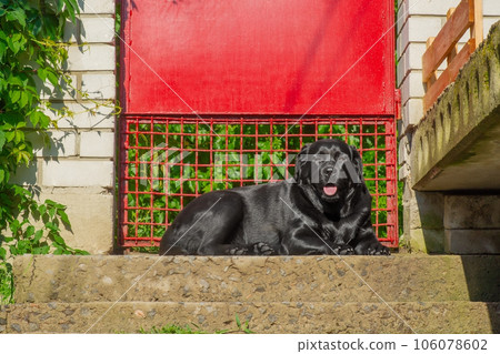 A black labrador retriever dog lies near the gate. Portrait of an adult dog. A black labrador retriever dog lies near the gate. Portrait of an adult dog. 106078602