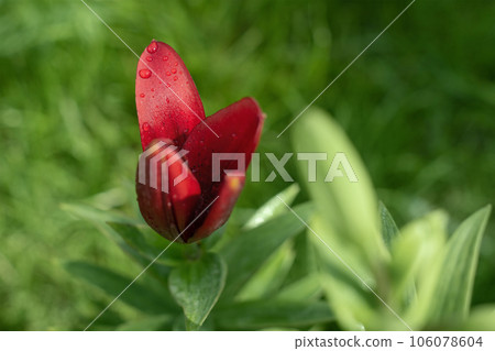 Red flower on a blurred green background. Drops of water on the petals. 106078604