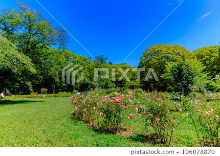 初夏的代代木公園(花之國),東京澀谷區 初夏的代代木公園(花之國),東京澀谷區 106078870
