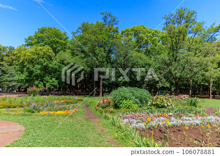 初夏的代代木公園(花之國),東京澀谷區 初夏的代代木公園(花之國),東京澀谷區 106078881