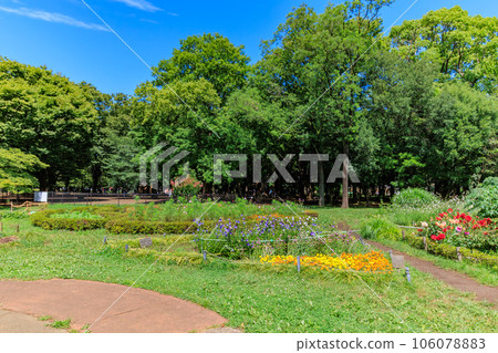 初夏的代代木公園(花之國),東京澀谷區 初夏的代代木公園(花之國),東京澀谷區 106078883