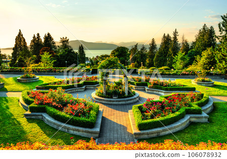 Rose garden on campus of University of British Columbia in Vancouver in Canada 106078932