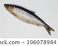 Herring on a white background. Isolated. Whole Salty fish. Salted herring. Successful marine fishing. Sea catch of fishermen. Delicious juicy ocean food. Freshness and seafood. Close-up. Top view 106078984