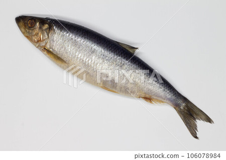Herring on a white background. Isolated. Whole Salty fish. Salted herring. Successful marine fishing. Sea catch of fishermen. Delicious juicy ocean food. Freshness and seafood. Close-up. Top view 106078984