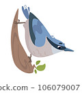 Nuthatch, blue bird. Vector illustration. Feathered character. Cute print in flat cartoon style. Isolated on white background. 106079007