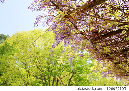 紫藤花 紫藤花 106079105