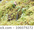苔蘚上的蜥蜴 106079272