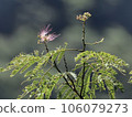 鮮花盛開 106079273