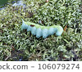 苔蘚上的毛毛蟲 106079274