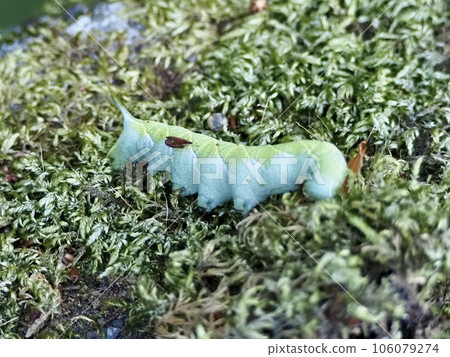 苔蘚上的毛毛蟲 106079274