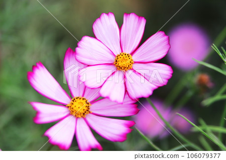 Pink cosmos flowers blooming in autumn field 106079377