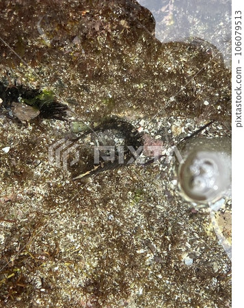 Tide Pool 106079513