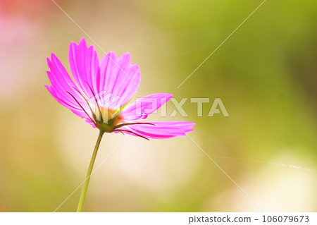 Cosmos flowers blooming under the autumn sun Cosmos flowers blooming under the autumn sun 106079673