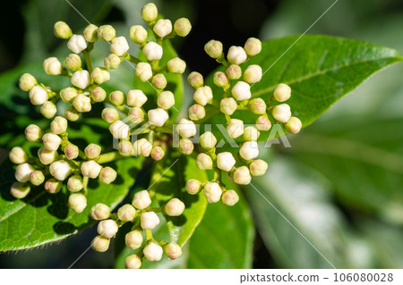 Closeup of Viburnum tinus, laurustinus, laurustine or laurestine Closeup of Viburnum tinus, laurustinus, laurustine or laurestine 106080028