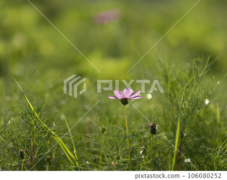 Autumn cherry blossoms blooming in a field wet with morning dew 106080252