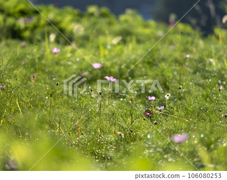 Autumn cherry blossoms blooming in a field wet with morning dew Autumn cherry blossoms blooming in a field wet with morning dew 106080253