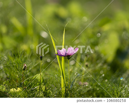 Autumn cherry blossoms blooming in a field wet with morning dew 106080258