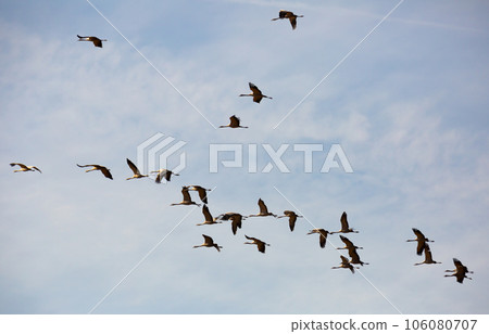 Flock of cranes flying Flock of cranes flying 106080707