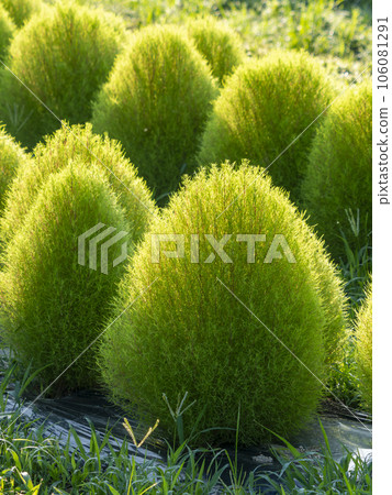 Fresh green kochia in the morning sun Fresh green kochia in the morning sun 106081291