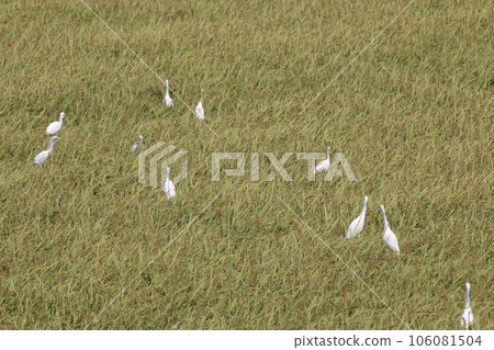 在米領域的米蒼鷺 106081504